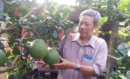 Người đảng viên vượt khó làm giàu từ cây bưởi da xanh